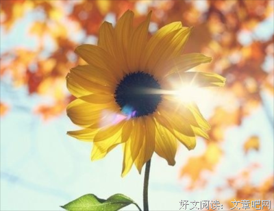 可用于作文优美的句子