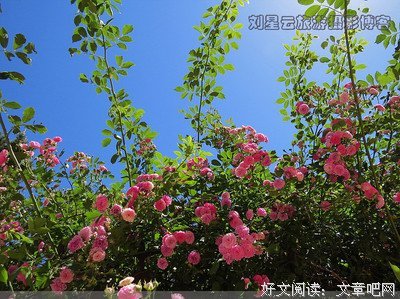 关于雾当向就花的句子