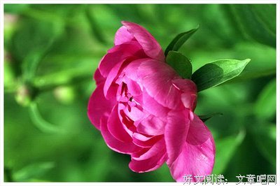 最新的《妖孽只在夜里哭》好段摘抄大全
