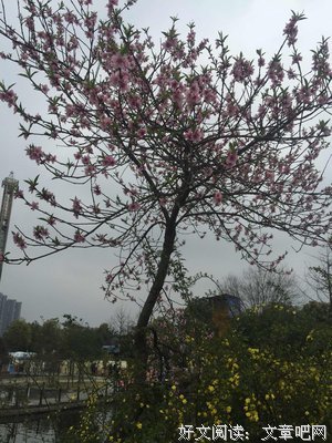 梦幻岛经典名句