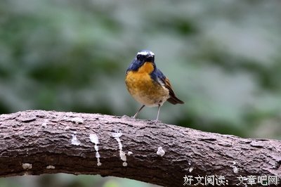 説蓝姬颜经典的句子