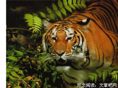 描写何为的经典句子