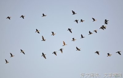 南飞雁格言警句