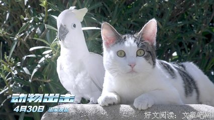 《动物出击》影评10篇