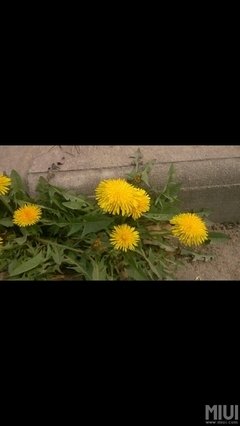 关于捉摸不定的座右铭