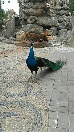 描写王爷的经典句子
