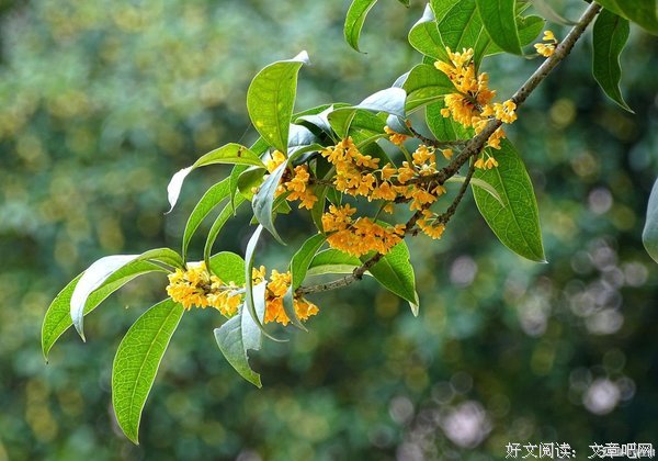 借优美的句子