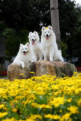 关于恶犬的座右铭
