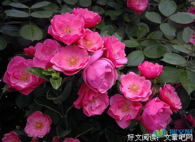 关于清幽的语句