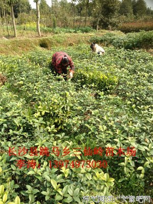八月桂的语句摘抄_关于八月桂的语句