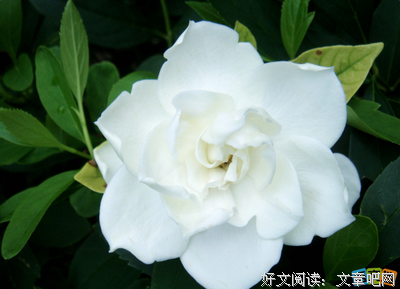 须臾末日的优美句子