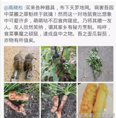 我看高晓松去种菜，还不如看他发自拍！