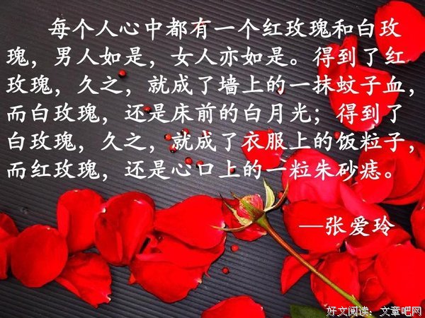 白玫的名言_关于白玫的名言