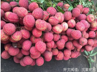 励志荔枝的句子