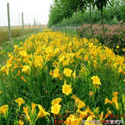 我会喷上银霭鸢尾，去参加你的葬礼