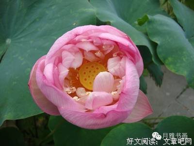 月起中经典名句