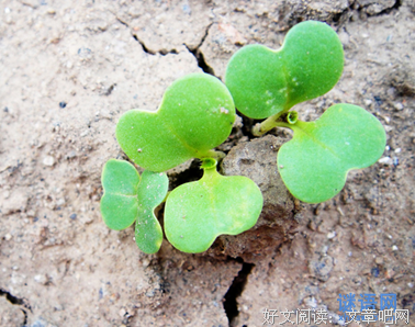 细碎中聆听生命的感悟名句欣赏