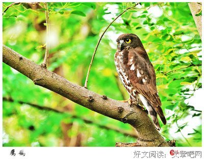 燚樱优美的句子