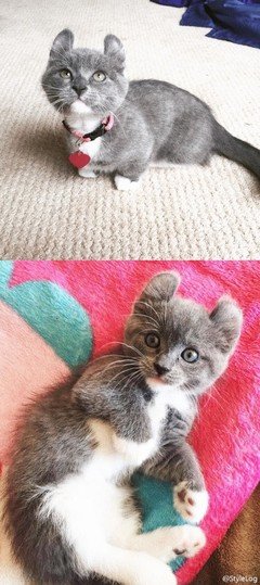 猫是爱你的