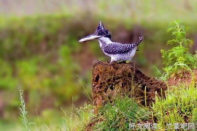 神采飞扬的句子