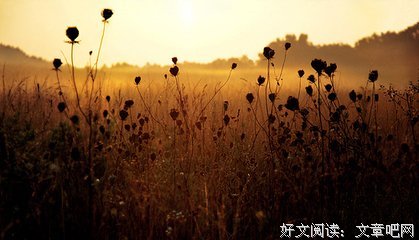 《梦里花落》的句子