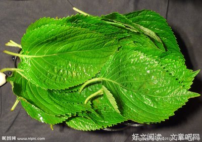 苏子的句子