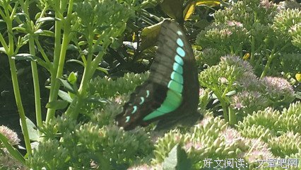 2019叶笑座右铭
