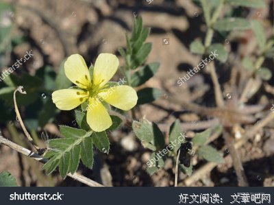蒺藜经典的句子