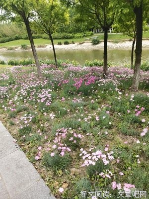《于她成年我的孤独，虽败犹荣》的句子