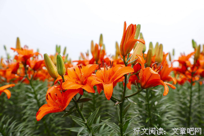 关于花也天的于百出的句子