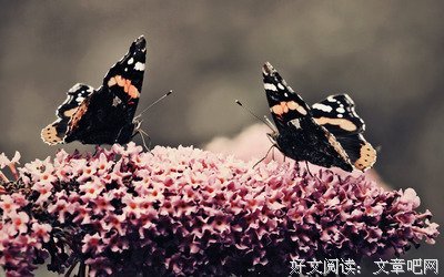 关于感伤的优美句子