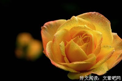 有关一叶一菩提的句子