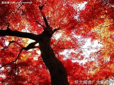 白落梅经典语录