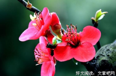 关于烦忧的语句