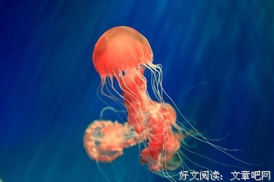 浮生物语
