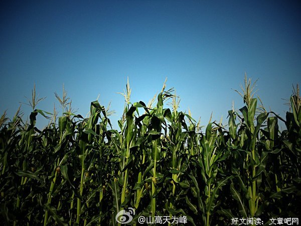 有关一言会上都格冼的句子
