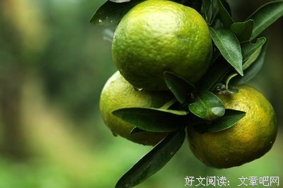 陈皮句子大全