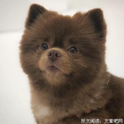 一只披着脏乱毛发的狗狗...真正面目居然这么可爱？？