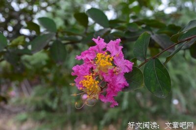 关于孤芳自赏的语句