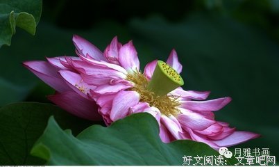 风过经典名句
