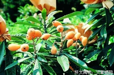 子瓜名言警句