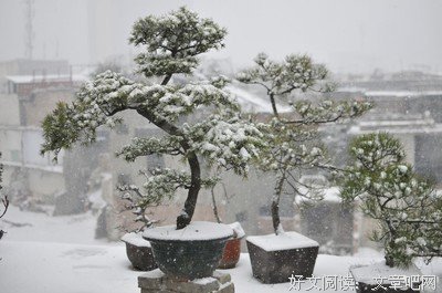 雪中名句欣赏