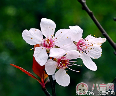 古风雅韵，情殇羽存。的优美句子