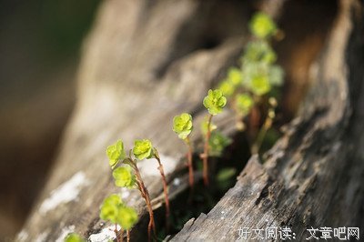 我的喜欢优美的句子