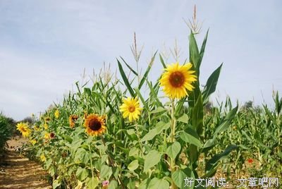 早读：既然岁月留不住，坦然面对后半生