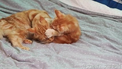 关于橘猫的唯美语录
