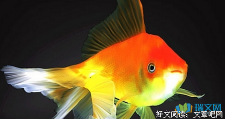 鱼句子大全