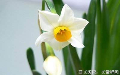 有关偶遇一你没花开的句子
