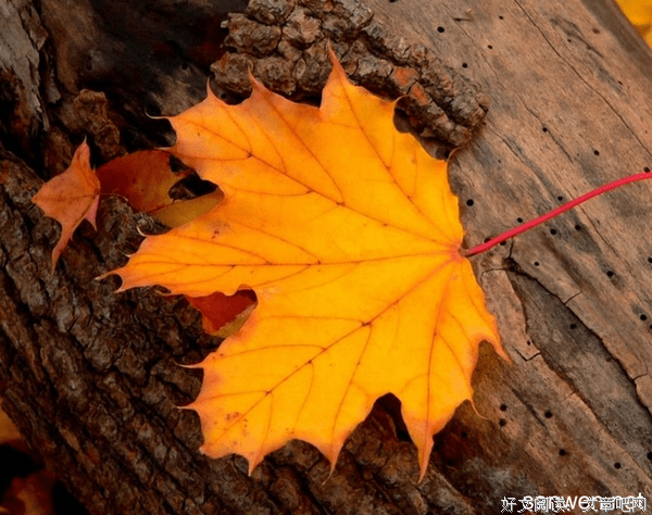 邪灵优美的句子