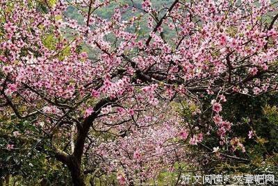 生命的感悟经典的句子